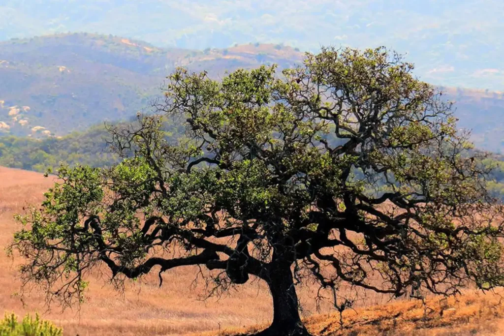 A lone oak tree stands among a dry field of grass with hills in the background.