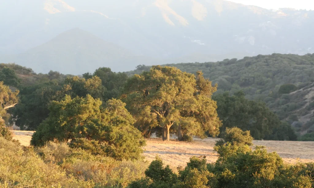 Oak trees in a field with hills in the background.