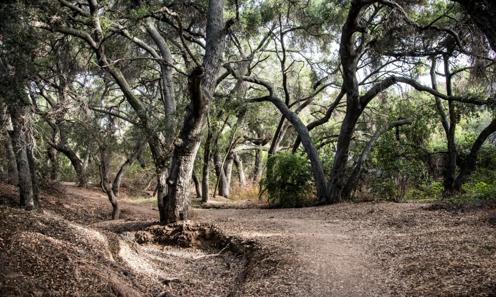 Trail within a forest of Oak trees.