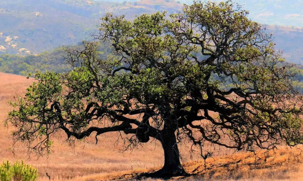 A lone oak tree stands among a dry field of grass with hills in the background.