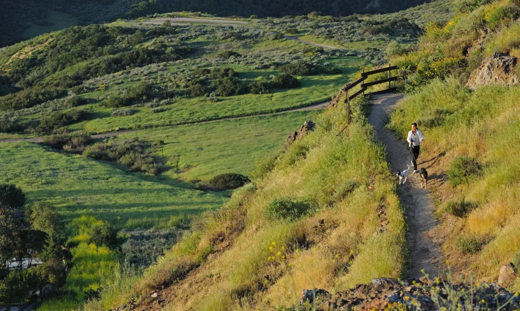 Person wallking their two dogs along a trail on the side of a hill overlooking grass fields below.